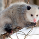 Illustration for article titled Snakes evolved venom as part of their eternal war with opossums